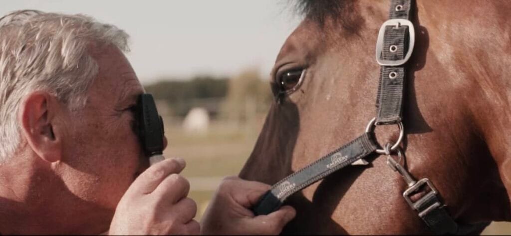 Un vétérinaire examine l’œil d’un cheval lors d’une visite d’achat